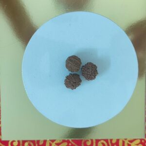 7 Mukhi Rudraksh